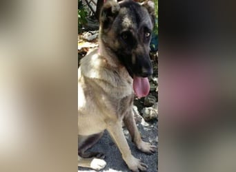 Anis, wünscht sich Liebe und Geborgenheit