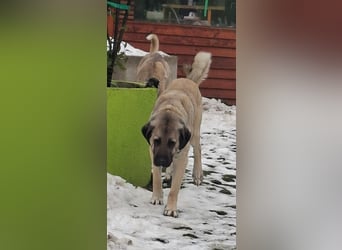 Kaluna - sucht ein verantwortungsbewusstes Zuhause