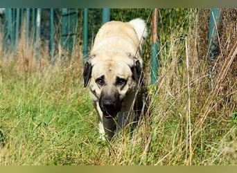 Arthos sucht ein neues Zuhause