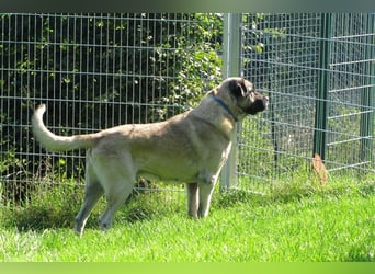 Hugo sucht ein neues Zuhause