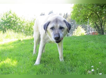 Pascha sucht ein neues Zuhause