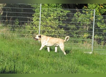 Arthos sucht ein neues Zuhause