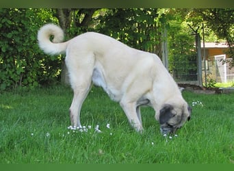 Elly sucht ein neues Zuhause