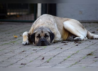 Hugo sucht ein neues Zuhause