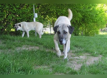 Elly sucht ein neues Zuhause