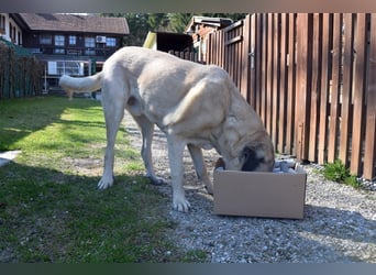 Arthos sucht ein neues Zuhause