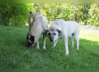 Pascha sucht ein neues Zuhause