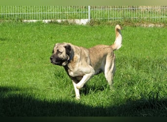 Hugo sucht ein neues Zuhause