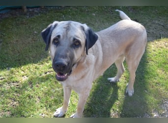 Arthos sucht ein neues Zuhause