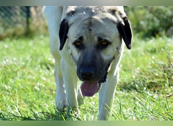 Arthos sucht ein neues Zuhause