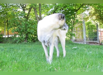 Elly sucht ein neues Zuhause