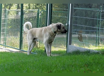 Arthos sucht ein neues Zuhause