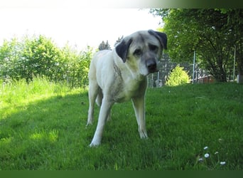 Pascha sucht ein neues Zuhause