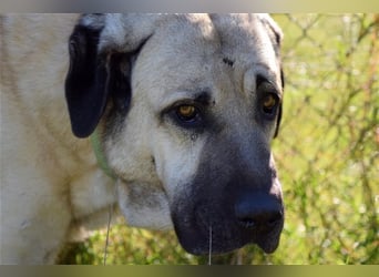 Arthos sucht ein neues Zuhause