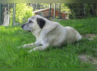 Pascha sucht ein neues Zuhause