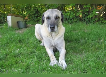 Elly sucht ein neues Zuhause