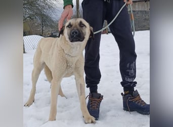 Fenna ein Prachtexemplar