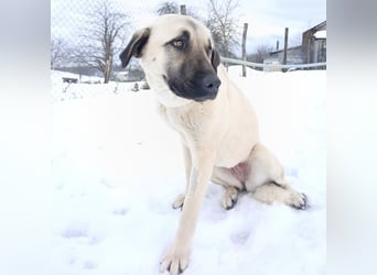 Fenna ein Prachtexemplar