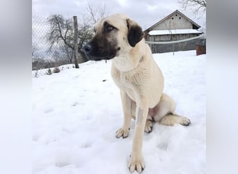 Fenna ein Prachtexemplar