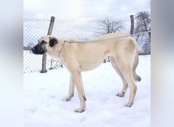 Fenna ein Prachtexemplar