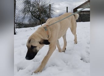 Fenna ein Prachtexemplar