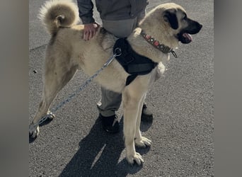 Kangal Camo sucht neues Zuhause