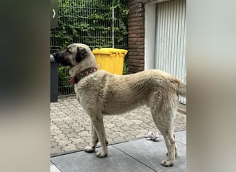 Kangal Camo sucht neues Zuhause