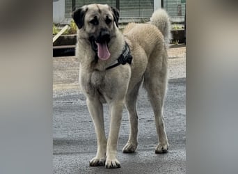 Kangal Camo sucht neues Zuhause