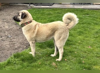 Kangal Camo sucht neues Zuhause