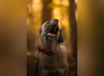 Bella ❤️ große Herzenshündin (wartet in in 27356)