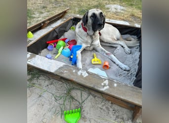 Bella in 27356 - die Softvariante eines Kangals