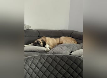 Bella in 27356 - die Softvariante eines Kangals