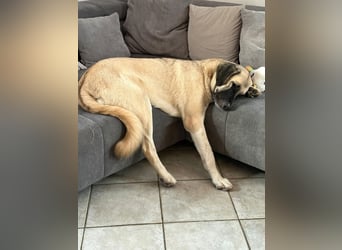 Bella in 27356 - die Softvariante eines Kangals