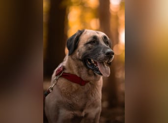 Bella ❤️ große Herzenshündin (wartet in in 27356)