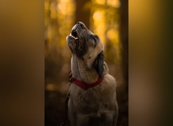 Bella ❤️ große Herzenshündin (wartet in in 27356)
