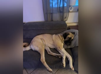 Bella in 27356 - die Softvariante eines Kangals