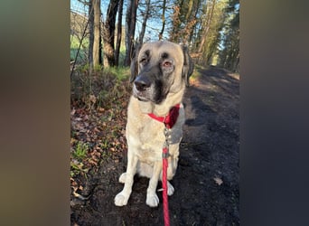 Bella in 27356 - die Softvariante eines Kangals