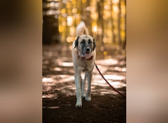 Bella ❤️ große Herzenshündin (wartet in in 27356)