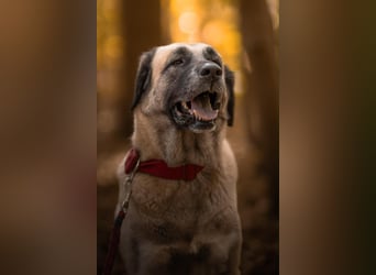 Bella ❤️ große Herzenshündin (wartet in in 27356)