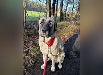 Bella in 27356 - die Softvariante eines Kangals