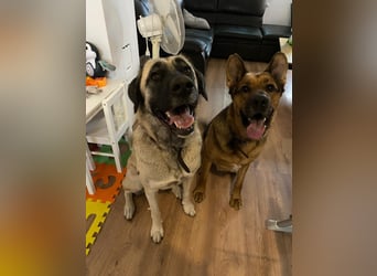 Bella in 27356 - die Softvariante eines Kangals