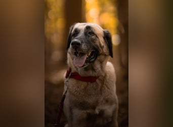 Bella ❤️ große Herzenshündin (wartet in in 27356)