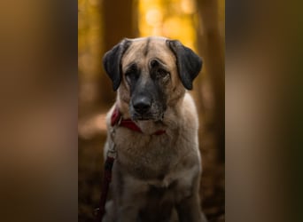 Bella ❤️ große Herzenshündin (wartet in in 27356)