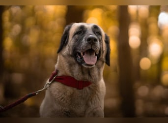 Bella ❤️ große Herzenshündin (wartet in in 27356)