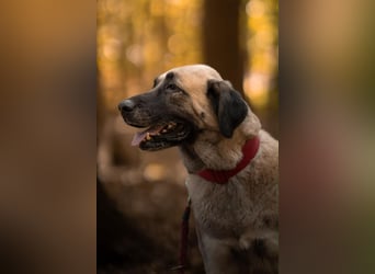 Bella ❤️ große Herzenshündin (wartet in in 27356)