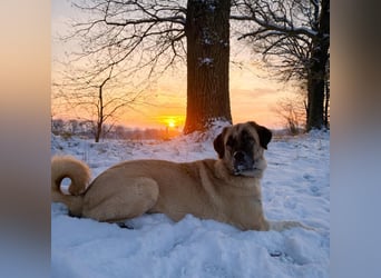 Bella in 27356 - die Softvariante eines Kangals