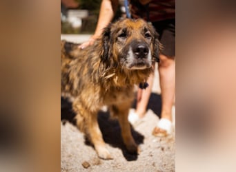 Bruce ❤️ so lieber + verträglicher Rüde!