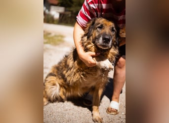Bruce ❤️ so lieber + verträglicher Rüde!