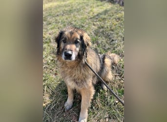 Bruce ❤️ so lieber + verträglicher Rüde!