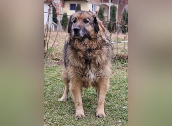 Bruce ❤️ so lieber + verträglicher Rüde!
